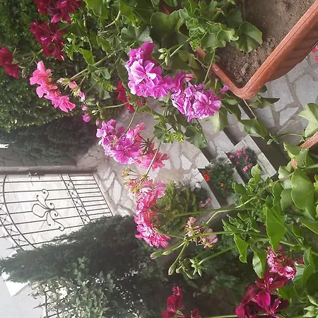 Pensiune Bella Vista 3*